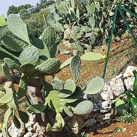 別荘 Trullo Ostuni - Iap021036-Fyb オストゥーニ